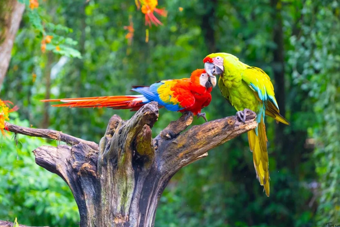 מקלט המקאו (Ara Manzanillo)